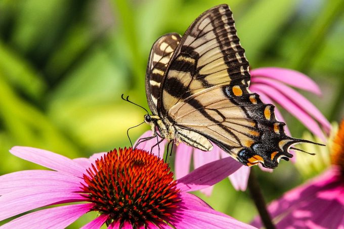 Plant a Wildflower Meadow for Butterflies