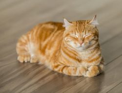Hukum Adopsi Kucing Menurut Buya Yahya