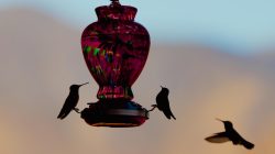Bird Feeder Placement Revealed by a Wildlife Expert