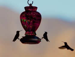 Bird Feeder Placement Revealed by a Wildlife Expert Bird Feeder Placement Revealed by a Wildlife Expert