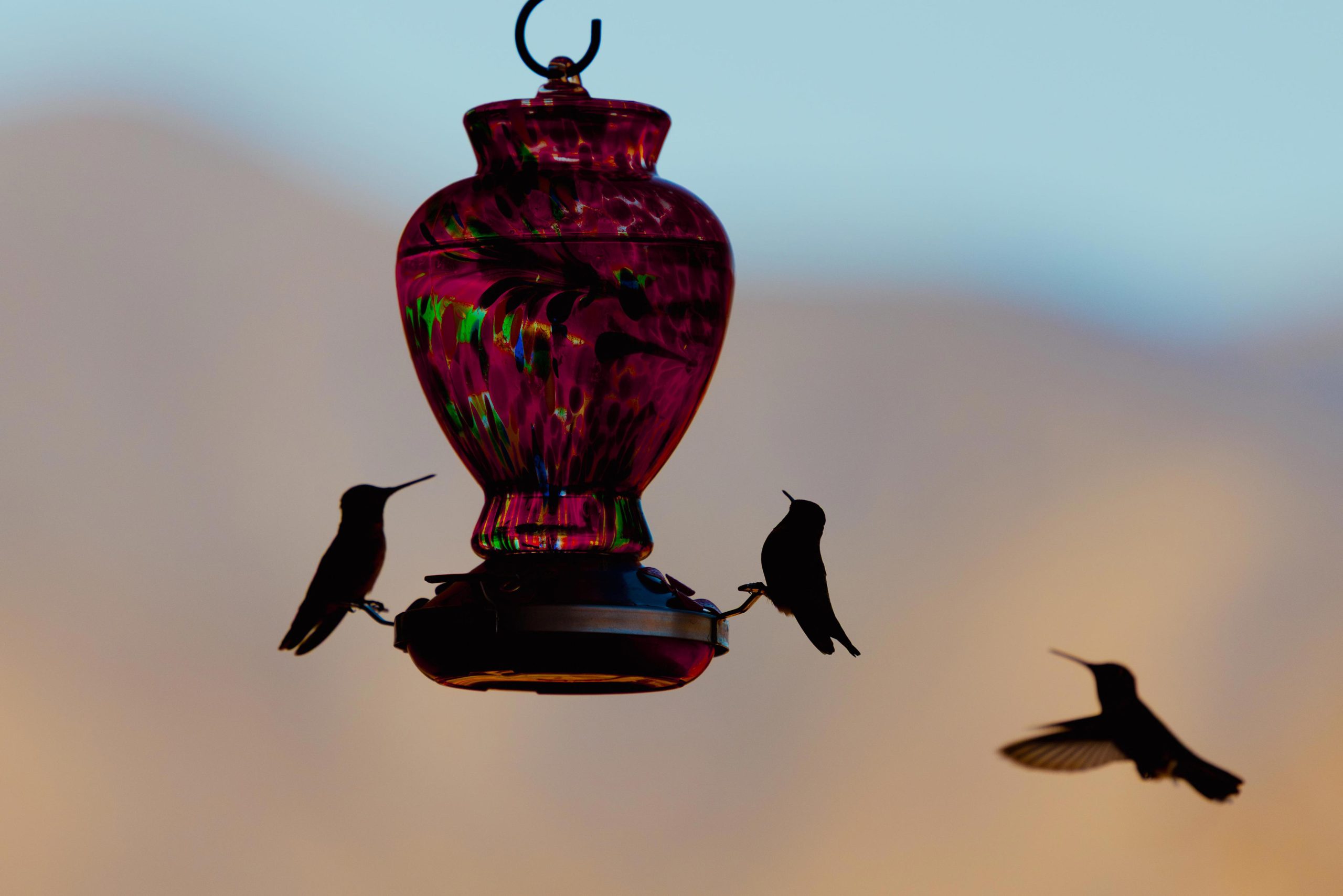 Bird Feeder Placement Revealed by a Wildlife Expert