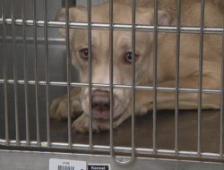 Exclusive: St. Louis County Health Director Aims to Revamp Animal Shelter