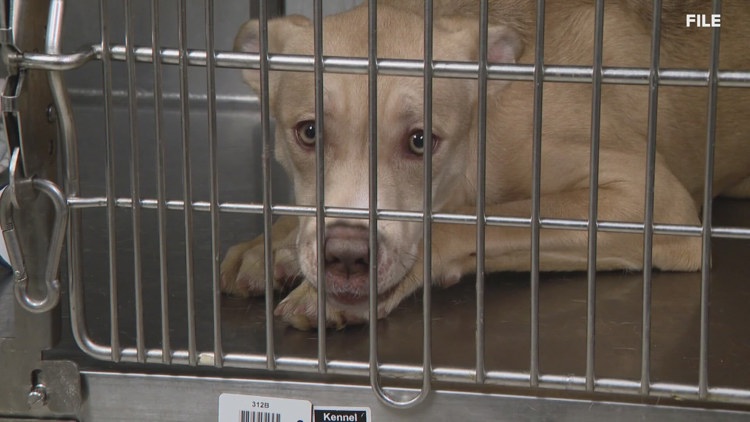 Exclusive: St. Louis County Health Director Aims to Revamp Animal Shelter