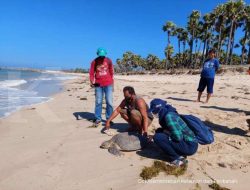 KKP Ajak Kolaborasi Lindungi Penyu dan Cetacea