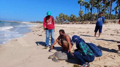 KKP Ajak Kolaborasi Lindungi Penyu dan Cetacea