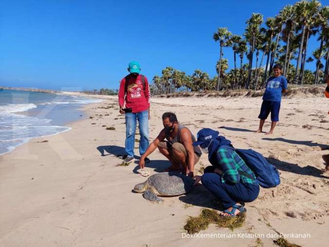 KKP Ajak Kolaborasi Lindungi Penyu dan Cetacea