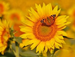 10 Must-Grow Classic Yellow Flowers 10 Must-Grow Classic Yellow Flowers