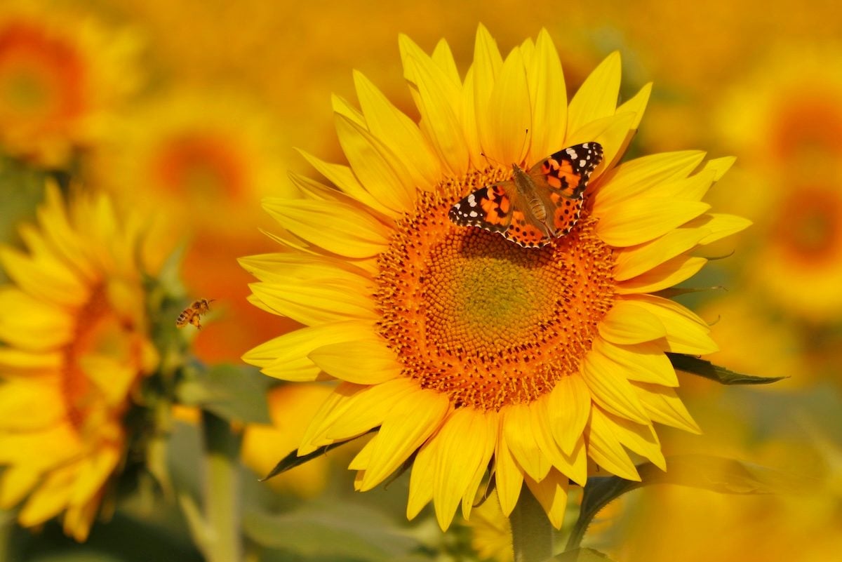 10 Must-Grow Classic Yellow Flowers