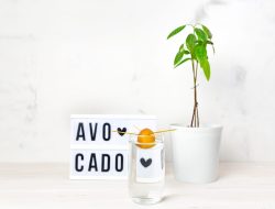 Essential Tips for Growing a Thriving Indoor Avocado Tree Essential Tips for Growing a Thriving Indoor Avocado Tree