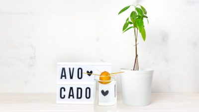 Essential Tips for Growing a Thriving Indoor Avocado Tree