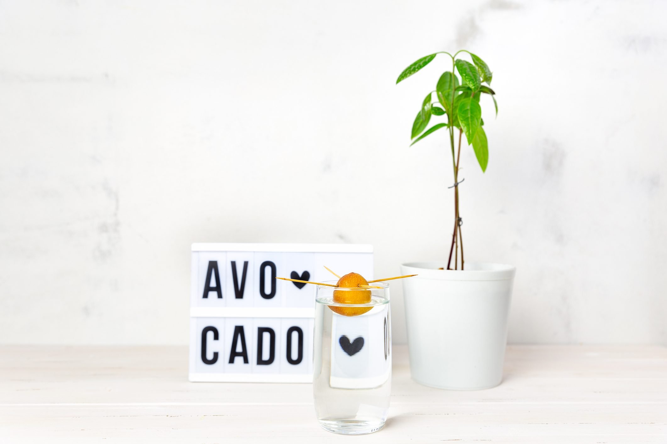 Essential Tips for Growing a Thriving Indoor Avocado Tree