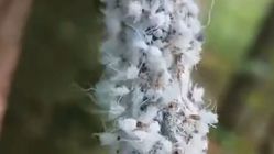 Woolly Aphids: Serangga Kecil Perusak Daun yang Suka Menari Woolly Aphids: Serangga Kecil Perusak Daun yang Suka Menari