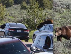 Daring Grand Teton Tourist Leaps Through Car Window to Escape Grizzly Bear Daring Grand Teton Tourist Leaps Through Car Window to Escape Grizzly Bear