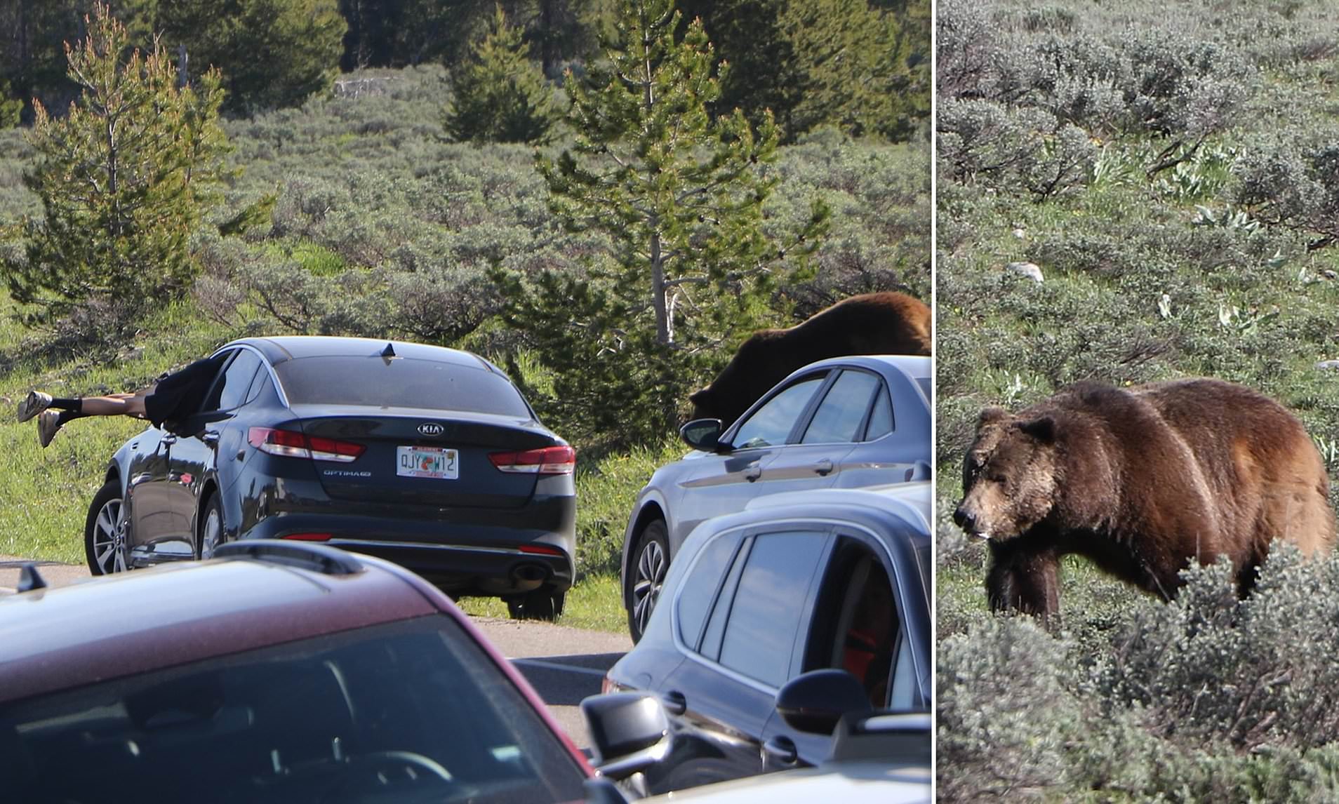 Daring Grand Teton Tourist Leaps Through Car Window to Escape Grizzly Bear