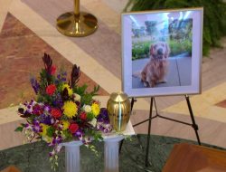 Brooklyn Park Vet Clinic That Saved Hortmans’ Dog Launches Fundraiser Brooklyn Park Vet Clinic That Saved Hortmans’ Dog Launches Fundraiser
