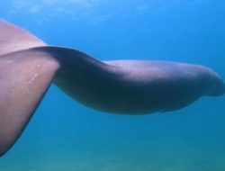 Peneliti BRIN: Dugong Simpan Karbon, Kunci untuk Ekosistem Laut Sehat Peneliti BRIN: Dugong Simpan Karbon, Kunci untuk Ekosistem Laut Sehat