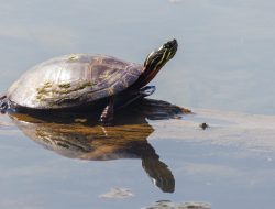 How Golf Carts, Turtles, and Fashion Fails Cost Ohio Outdoor Lovers Dearly How Golf Carts, Turtles, and Fashion Fails Cost Ohio Outdoor Lovers Dearly