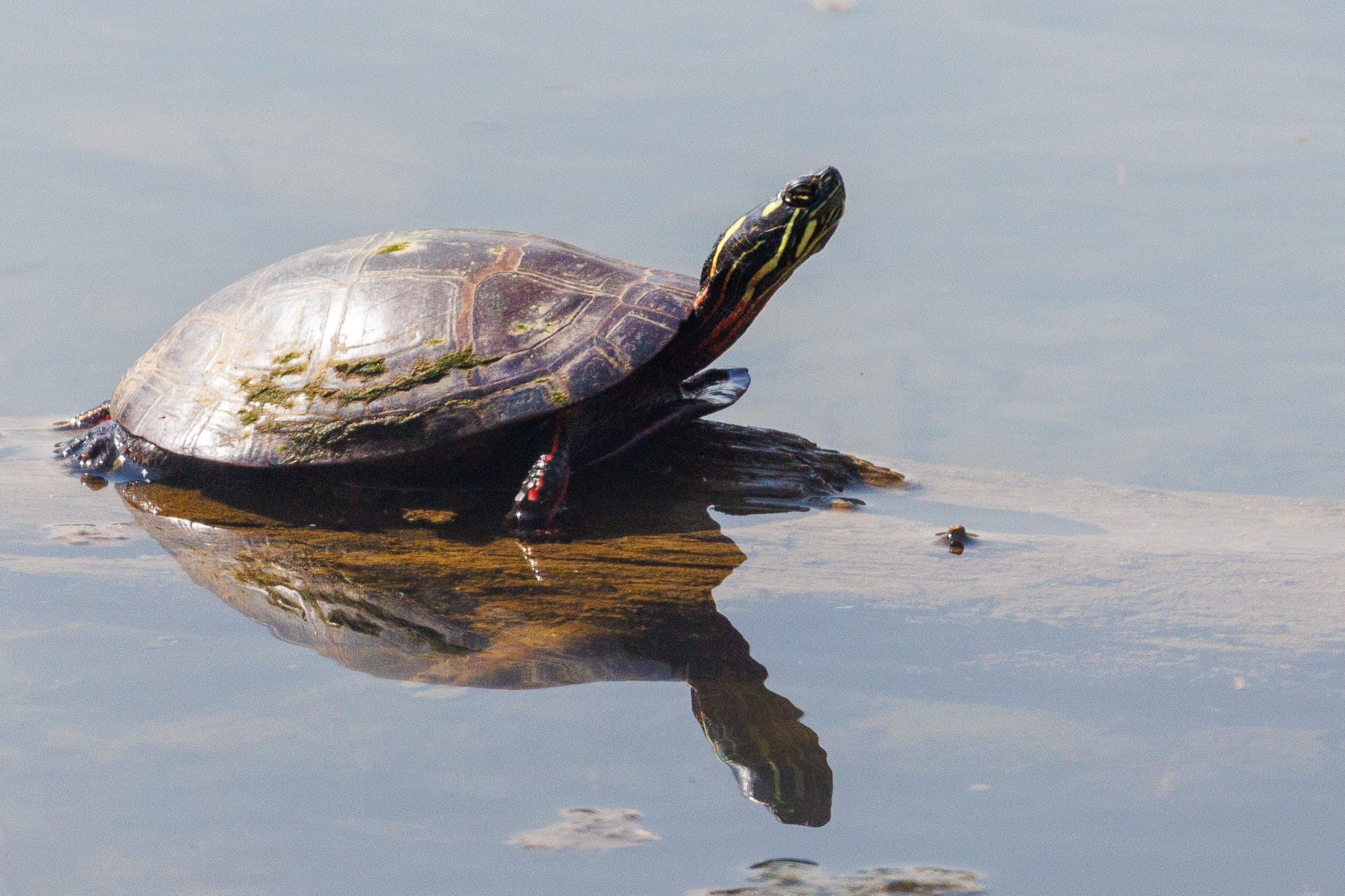 How Golf Carts, Turtles, and Fashion Fails Cost Ohio Outdoor Lovers Dearly