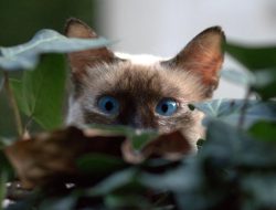5 Fakta Kucing Burma yang Mirip Siam – Serupa Tapi Beda! 5 Fakta Kucing Burma yang Mirip Siam – Serupa Tapi Beda!