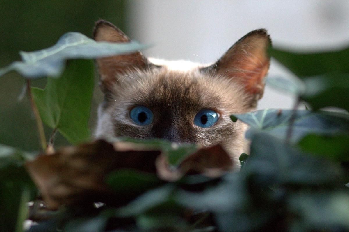 5 Fakta Kucing Burma yang Mirip Siam – Serupa Tapi Beda!