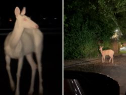 Mysterious Creature Spotted at 4 AM by Driver in Apartment Complex Mysterious Creature Spotted at 4 AM by Driver in Apartment Complex