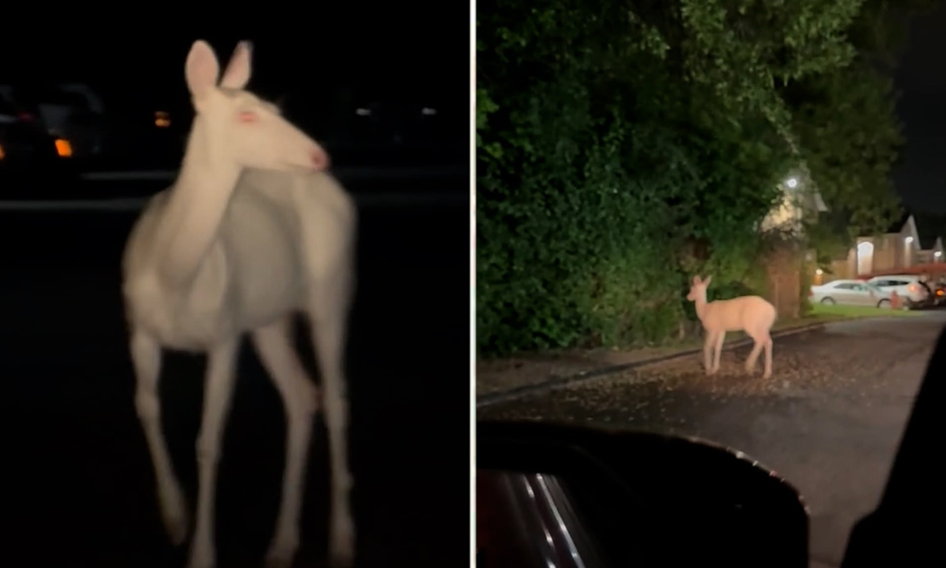 Mysterious Creature Spotted at 4 AM by Driver in Apartment Complex