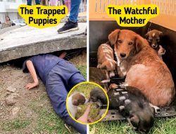 **Underground Miracle: A Dog’s Heartwarming Fight to Save Her Puppies Touches Millions** **Underground Miracle: A Dog’s Heartwarming Fight to Save Her Puppies Touches Millions**