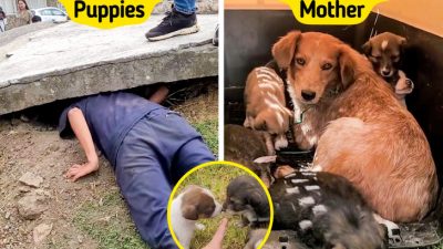 **Underground Miracle: A Dog’s Heartwarming Fight to Save Her Puppies Touches Millions**