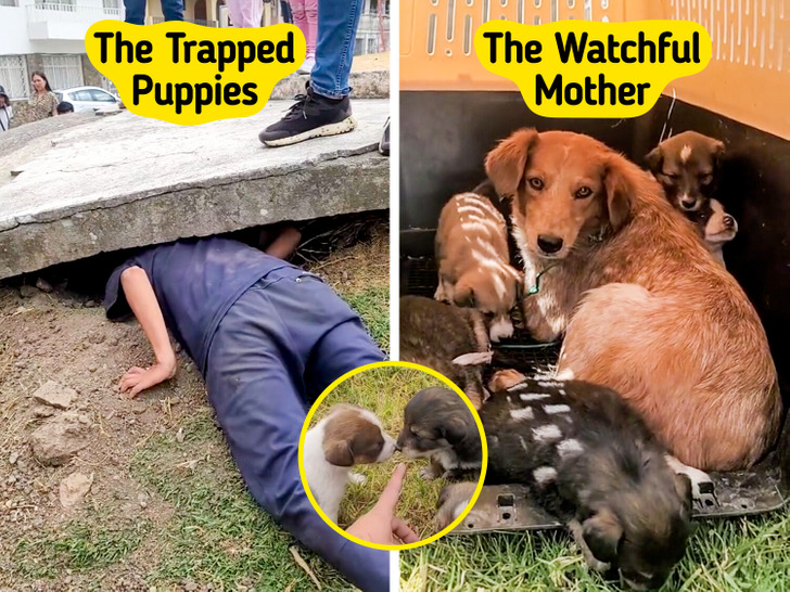 **Underground Miracle: A Dog’s Heartwarming Fight to Save Her Puppies Touches Millions**