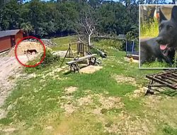 Nova’s Heartbreaking Final Moments Before Tragic Gator Attack