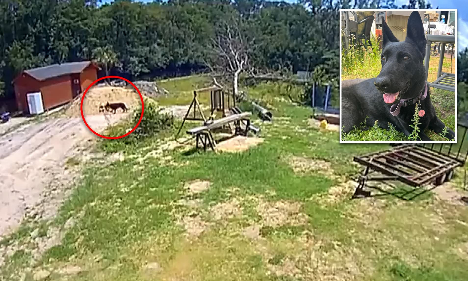 Nova’s Heartbreaking Final Moments Before Tragic Gator Attack