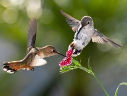 Heat-Loving Flowers That Transform Your Garden into a Hummingbird Haven Heat-Loving Flowers That Transform Your Garden into a Hummingbird Haven