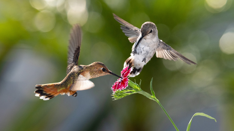 Heat-Loving Flowers That Transform Your Garden into a Hummingbird Haven