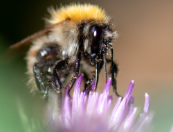 Bees in Crisis as Scorching Heat Wither Grasslands