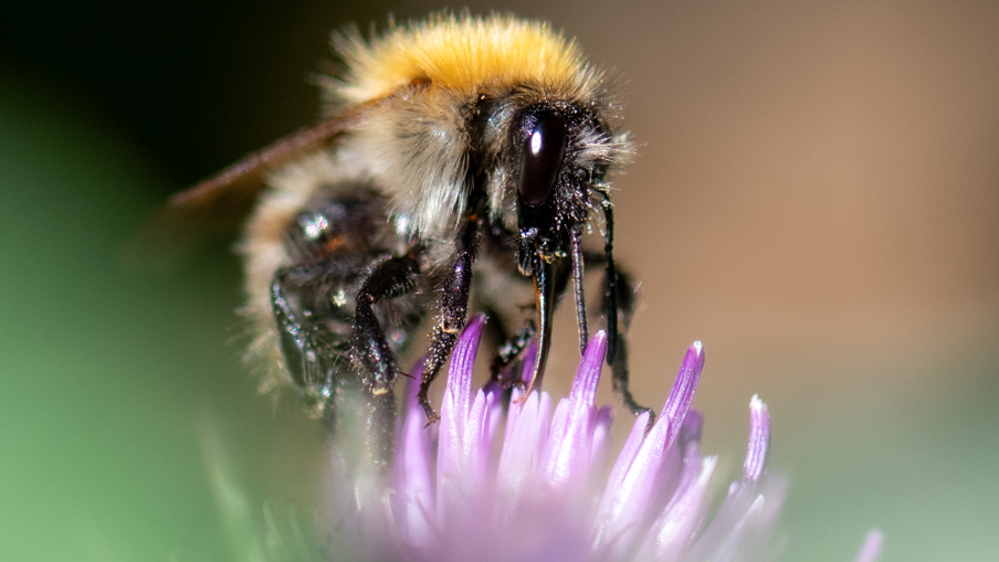 Bees in Crisis as Scorching Heat Wither Grasslands