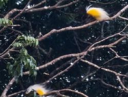 Mengagumi Keindahan Burung Cenderawasih di Bukit Issyo, Jayapura Mengagumi Keindahan Burung Cenderawasih di Bukit Issyo, Jayapura