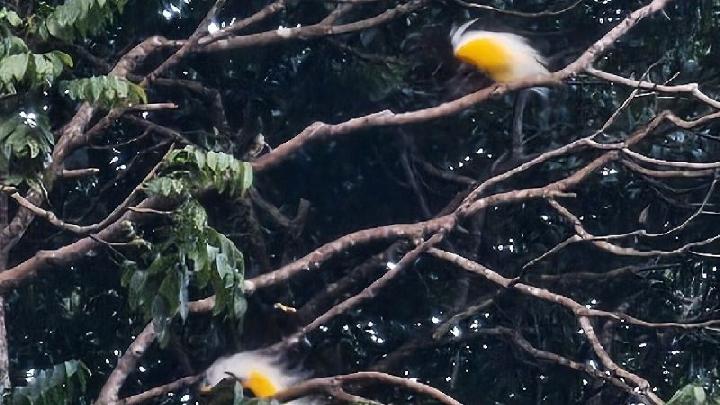 Mengagumi Keindahan Burung Cenderawasih di Bukit Issyo, Jayapura