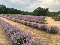 **”Ocimeae Lavender Farm U-Pick Festival Kicks Off Tuesday – Don’t Miss the Bloom!”**