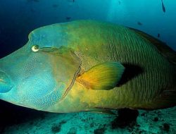 Pakar: Ikan Napoleon Terancam oleh Aktivitas Tambang