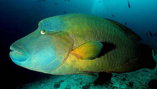 Pakar: Ikan Napoleon Terancam oleh Aktivitas Tambang