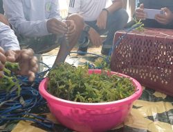 7 Keajaiban Kesehatan dari Rumput Laut yang Wajib Kamu Tahu