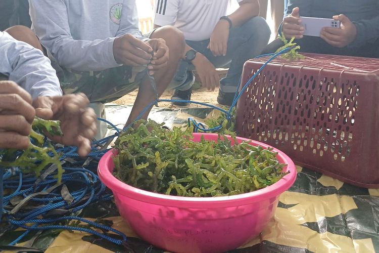 7 Keajaiban Kesehatan dari Rumput Laut yang Wajib Kamu Tahu