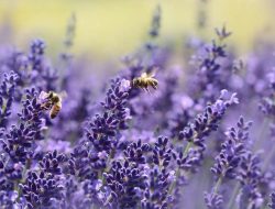 6 Bau yang Dibenci Nyamuk: Lavender hingga Peppermint! 6 Bau yang Dibenci Nyamuk: Lavender hingga Peppermint!