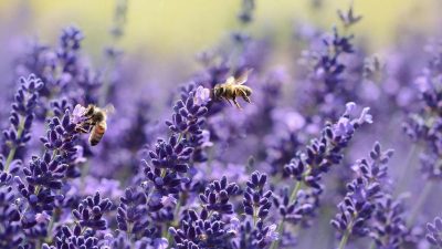 6 Bau yang Dibenci Nyamuk: Lavender hingga Peppermint!