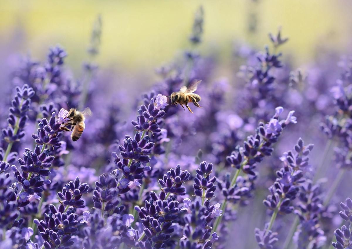 6 Bau yang Dibenci Nyamuk: Lavender hingga Peppermint!