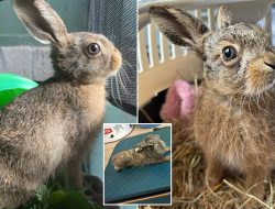 Miracle Baby Hare Born via Emergency Roadside C-Section Miracle Baby Hare Born via Emergency Roadside C-Section