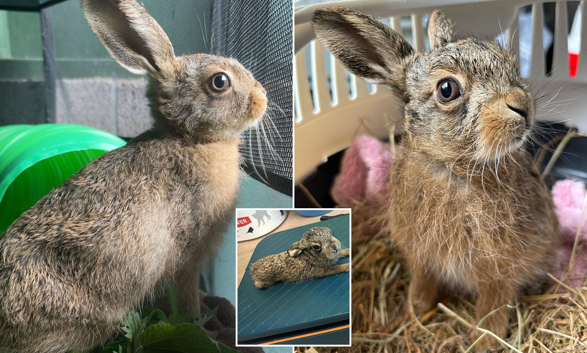 Miracle Baby Hare Born via Emergency Roadside C-Section