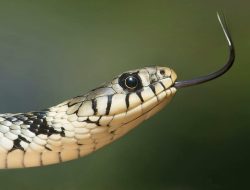 Snakes Slipped Aboard Planes from Thailand Snakes Slipped Aboard Planes from Thailand
