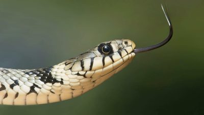 Snakes Slipped Aboard Planes from Thailand