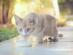 Bolehkah Kucing Minum Susu Sapi? Bolehkah Kucing Minum Susu Sapi?